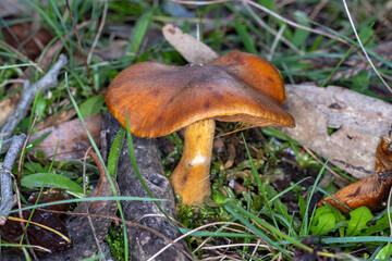 Fototapeta premium Orange Mushroom Growing Through Forest Grass