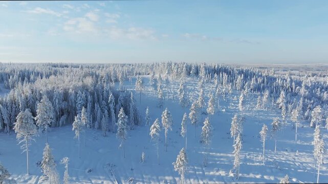 Aerial drone view of a snowy pine forest on a bright winter day. Cold fir trees covered in snow, seasonal winter nature background.
