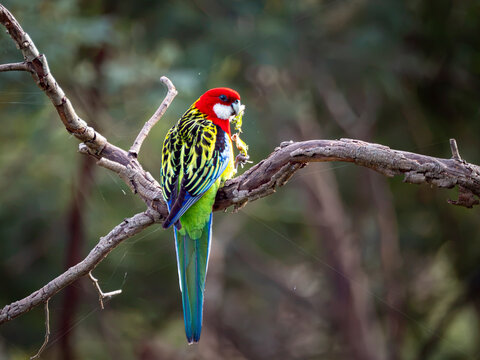 Eastern Rosella on a branch in woodland holding a dandelion in its beak back to camera with beautiful feathers on display