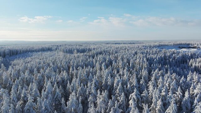Aerial drone view of a snowy pine forest on a bright winter day. Cold fir trees covered in snow, seasonal winter nature background.