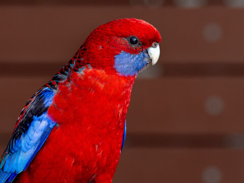 A close up portrait of a Crimson Rosella head and partial body facing right in profile. 