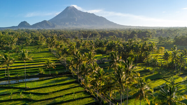 Aerial view of Mount Merapi rising above lush green rice terraces and palm trees in the morning light in Cangkringan, Special Region of Yogyakarta, Indonesia.