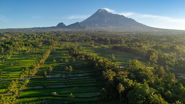 Aerial view of Mount Merapi rising above lush green rice terraces and tropical vegetation in the morning light in Cangkringan, Special Region of Yogyakarta, Indonesia.