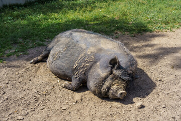 Domestic pig resting on the ground covered in mud, surrounded by green grass in a sunny outdoor environment with a clear blue sky above © Telly