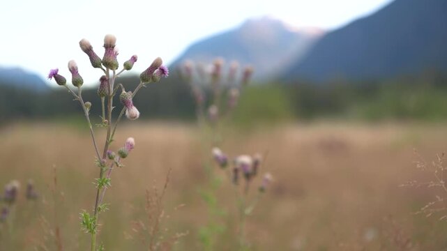 Focus on a thistle plant at sunset at Ralph River, Strathcona Provincial Park, British Columbia