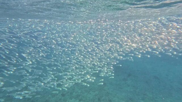 Big shoal long jawed mackerel swimming and feeding with mouths wide open on plankton and jellyfish eggs at ocean surface in tropical waters of Yasawa Islands, Fiji, South Pacific