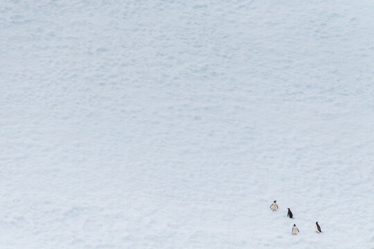 Four Gentoo Penguins -Pygoscelis papua- standing on an iceberg in the Lemaire channel, Antarctic peninsula