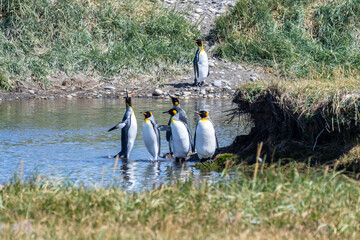 Obraz premium Outdoor scene depicting a King Penguin - Aptenodytes patagonicus- colony on Tierra de Fuego, in Southern Chile.