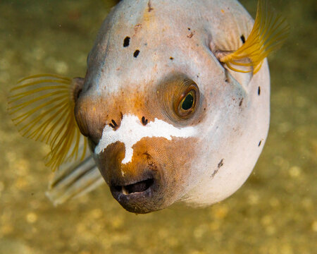 blackspotted pufferfish (Arothron nigropunctatus) in Solomons Islands