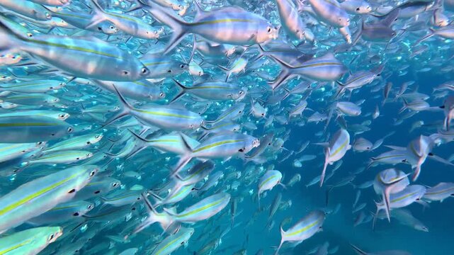 Closeup underwater scene of big shoal schooling fusiliers fish swimming and feeding in tropical waters of Yasawa Islands, Fiji, South Pacific