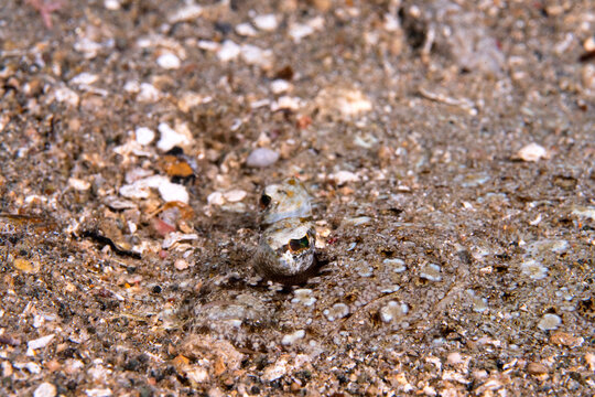 peacock flounder, Bothus mancus, in Solomons Islands