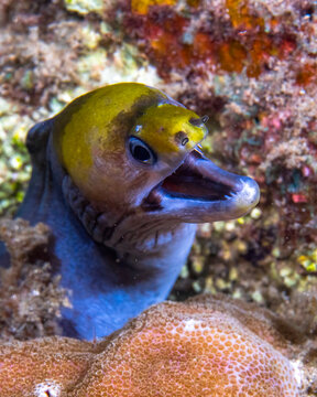 yellowhead moray eel (Gymnothorax rueppelliae) in Solomons Islands