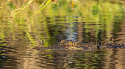 Head of a Saltwater crocodile (Crocodylus porosus), also known as saltie, drifting half submerged in the Yellow River, Kakadu National Park, Australia © Reto Ammann