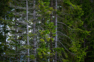 Coniferous forest canopy with evergreen branches and dead wood, Norway © Earthly Shots