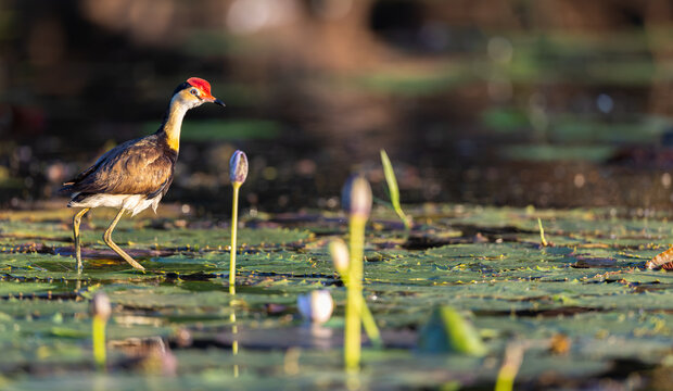 Comb-crested jacana (Irediparra gallinacea), also known as lotusbird or lilytrotter, between purple water lilies at Mary River, Kakadu, National Park, Northern Territory, Australia