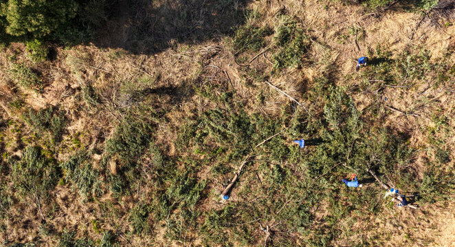 Aerial view of workers clearing invasive plants in a field as part of environmental conservation efforts in Cape Town, Western Cape, South Africa.