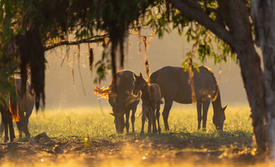 Fototapeta premium Brumbies grazing in the early morning sun around Yellow Water in Kakadu National Park, Norther Territory, Australia