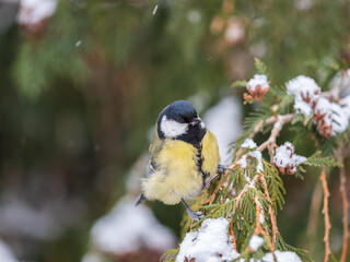 Cute bird Great tit, songbird sitting on the fir branch with snow in winter © Dmitrii Potashkin