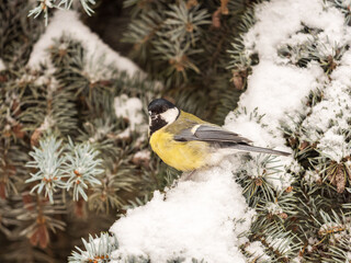Cute bird Great tit, songbird sitting on the fir branch with snow in winter © Dmitrii Potashkin