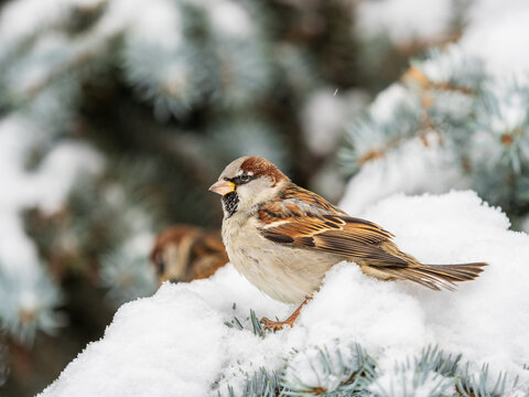 Sparrow sits on a fir branch with snow in winter
