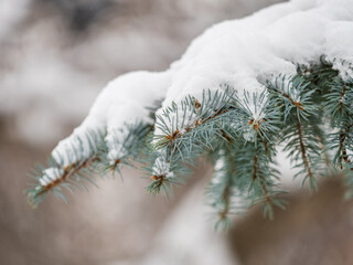 Green fir branches in winter covered with snow © Dmitrii Potashkin