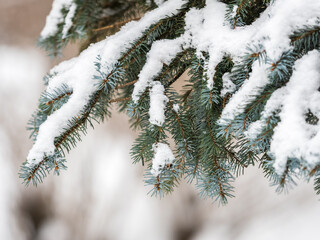 Green fir branches in winter covered with snow © Dmitrii Potashkin