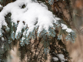 Green fir branches in winter covered with snow © Dmitrii Potashkin