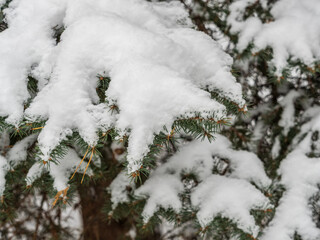 Green fir branches in winter covered with snow © Dmitrii Potashkin