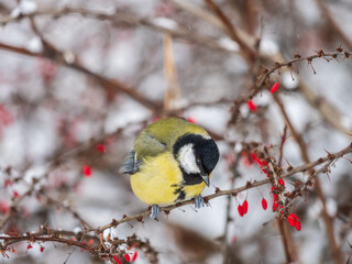 Cute bird Great tit, songbird sitting on a branch without leaves in the autumn or winter. © Dmitrii Potashkin