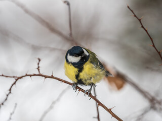 Cute bird Great tit, songbird sitting on a branch without leaves in the autumn or winter. © Dmitrii Potashkin