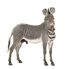 Fototapeta premium Grevy's zebra standing with black and white stripes