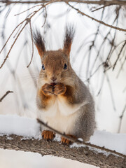 The squirrel with nut sits on tree in the winter or late autumn © Dmitrii Potashkin