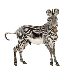 Fototapeta premium Grevy's zebra standing with characteristic stripes