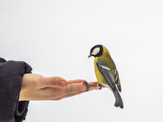 A tit sits on a man's hand and eats seeds. © Dmitrii Potashkin