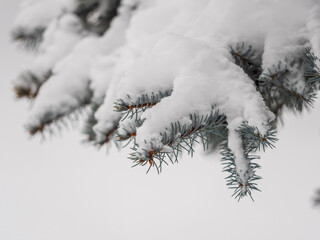 Green fir branches in winter covered with snow © Dmitrii Potashkin