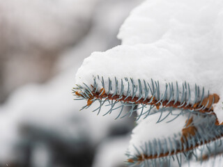 Green fir branches in winter covered with snow © Dmitrii Potashkin