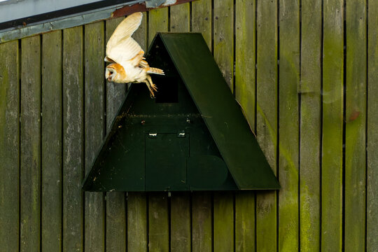 Barn owl or Tyto alba warily emerging from nesting box in Norfolk Broads