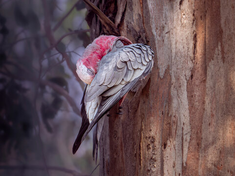 A sleeping Galah sitting on an unseen branch on a tree head curled eyes closed at dusk.
