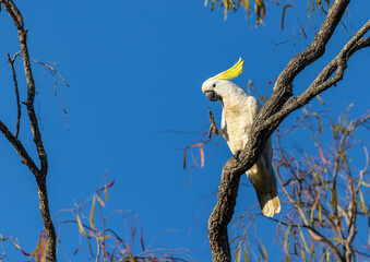 Wild Sulphur-crested Cockatoo (Cacatua galerita) on a branch in the Kakadu National Park, Northern Territory, Australia © Reto Ammann