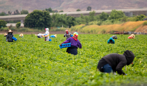 Migrant Workers picking strawberries in a Field with focus on a female worker walking away from camera
