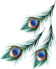 Watercolor peacock feather illustration isolated on transparent background © Aquarius Creative