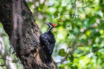 red billed hornbill in tree © Hendrys