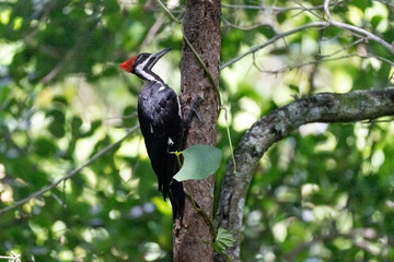 red billed hornbill © Hendrys