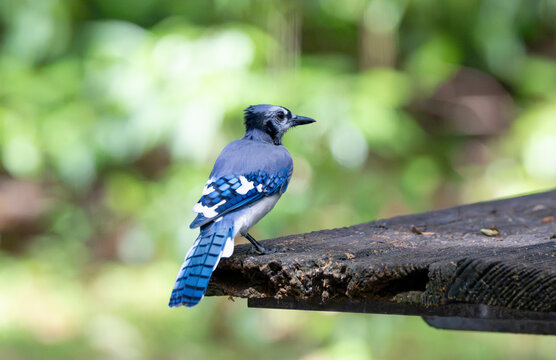 blue jay bird