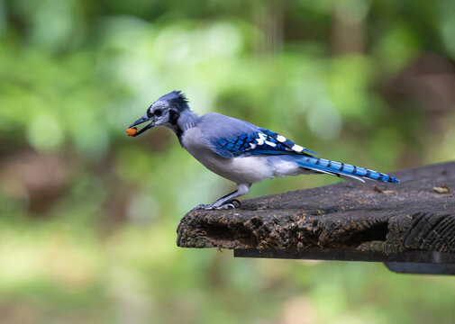 blue jay bird
