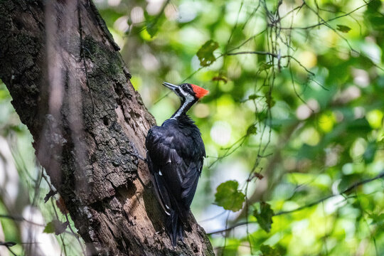 red billed hornbill in tree