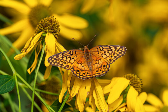Euptoieta Claudia or variegated fritillary nectaring on the flowers of the Cutleaf Coneflower. The coneflower is a sunflower-like perennial with branched, leafy stalk and grows 3-10 ft. tall.