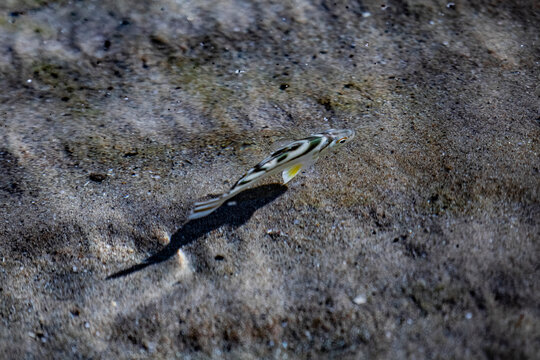 A small striped fish is swimming above the sandy seabed
