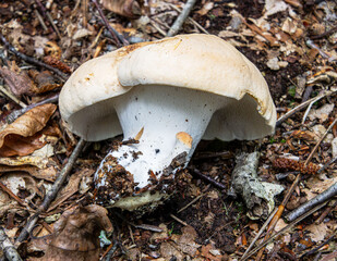 hedgehog mushroom fungus closeup © SurfyArt