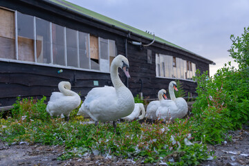 Four Large white mute swans or Cygnus olor resting on green patch of ground in front of old black building © Brian Scantlebury
